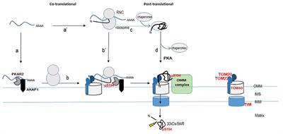 ACTH Action on StAR Biology